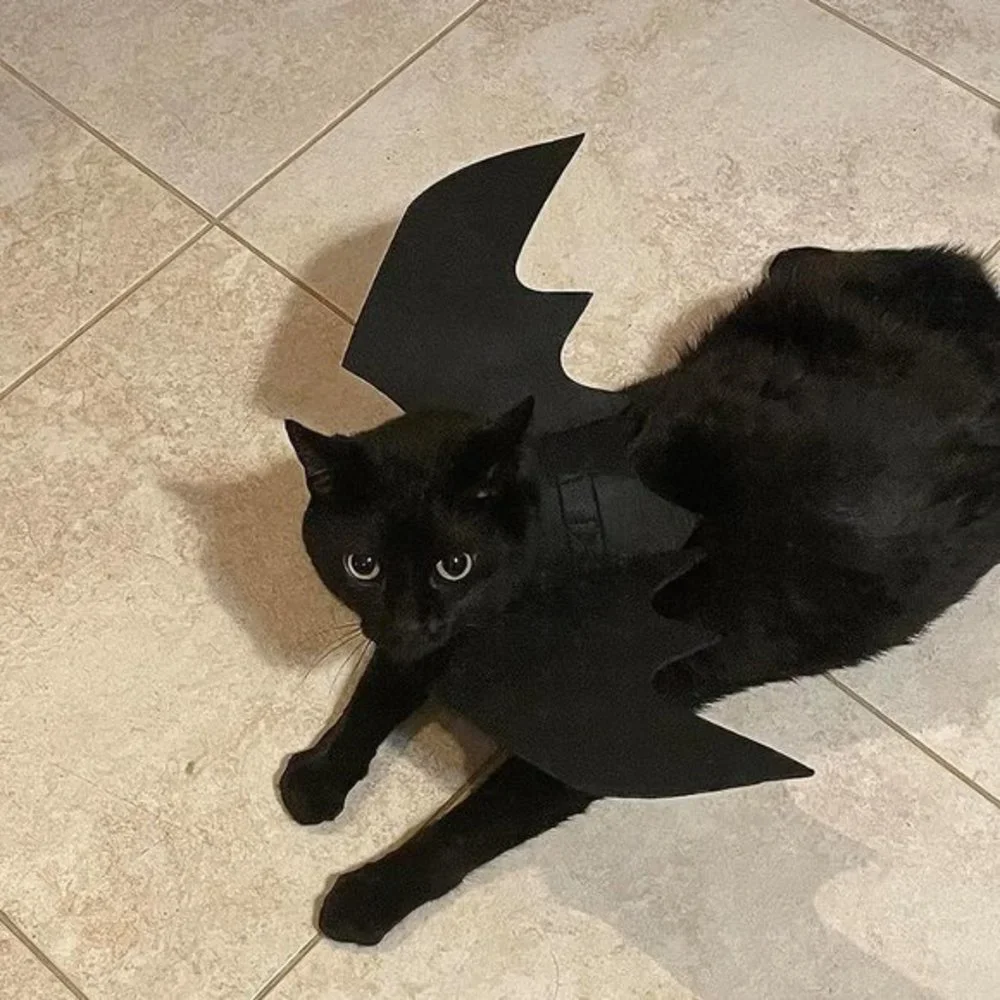 Pet‎ Cat Bat Wings for Halloween Party Decoration